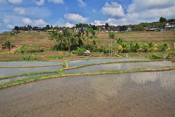 Fototapeta na wymiar rice terraces, Bali, Indonesia