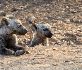 Spotted Hyena Pup