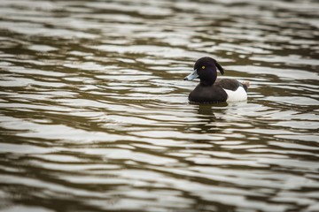 Wild black and white bird, tufted duck, a male with grey beak and yellow eye floating on dark water with wavelets