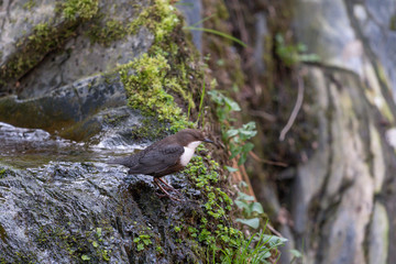 Wasseramsel