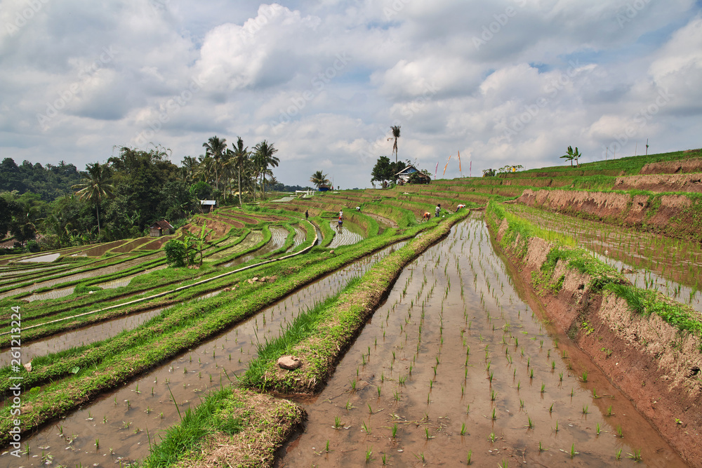 Wall mural rice terraces, Bali, Indonesia