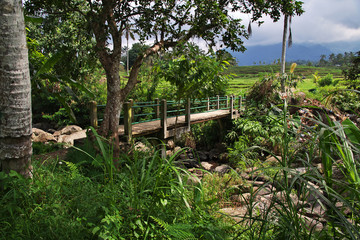 rice terraces, Bali, Indonesia