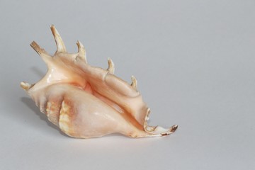 Shell of spider conch, also known as the Lambis lambis, on the gray background. This species is widespread in the Indo-West Pacific. Sea life, vacation and souvenir concept.