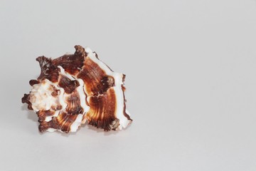 Shell of endive murex, also known as the Hexaplex cichoreum or rock snail, on the gray background....