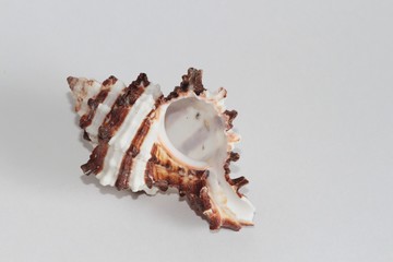Shell of endive murex, also known as the Hexaplex cichoreum or rock snail, on the gray background....