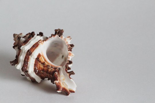 Shell of endive murex, also known as the Hexaplex cichoreum or rock snail, on the gray background. It's a medium-sized species of sea snail. Sea life, vacation and souvenir concept.