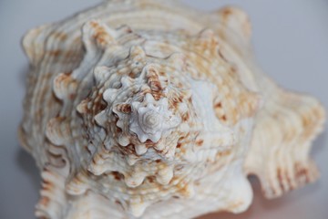 Shell of Tutufa bubo, also known as the giant frog snail or giant frog shell, on the gray background. Tutufa bubo is a species of extremely large sea snail. Sea life, vacation and souvenir concept.