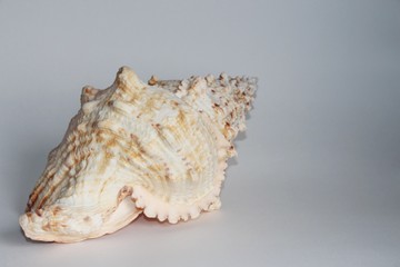 Shell of Tutufa bubo, also known as the giant frog snail or giant frog shell, on the gray background. Tutufa bubo is a species of extremely large sea snail. Sea life, vacation and souvenir concept.