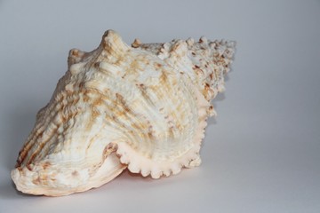 Shell of Tutufa bubo, also known as the giant frog snail or giant frog shell, on the gray background. Tutufa bubo is a species of extremely large sea snail. Sea life, vacation and souvenir concept.