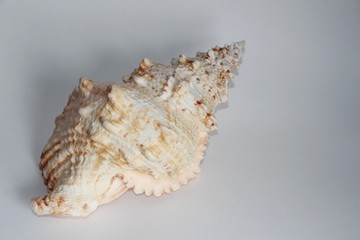 Shell of Tutufa bubo, also known as the giant frog snail or giant frog shell, on the gray background. Tutufa bubo is a species of extremely large sea snail. Sea life, vacation and souvenir concept.