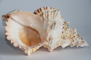 Fototapeta premium Shell of Tutufa bubo, also known as the giant frog snail or giant frog shell, on the gray background. Tutufa bubo is a species of extremely large sea snail. Sea life, vacation and souvenir concept.