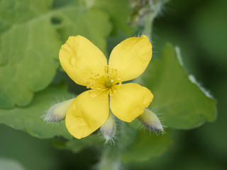 Chelidonium majus - La Grande Chélidoine aux feuilles caulinaires et aux fleurs jaune vif qui appelle le printemps © Marc