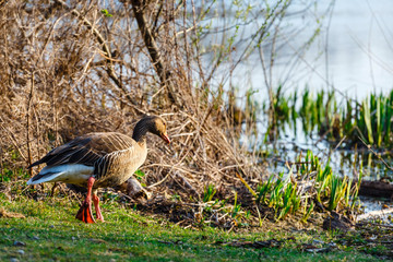 The wild greylag goose in the pond at sunset, close up