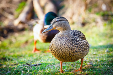 A female duck stands on the meadow with a male in the background