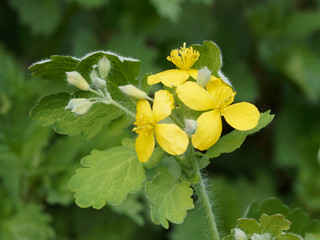 Chelidonium majus - La Grande Chélidoine aux feuilles caulinaires et aux fleurs jaune vif qui appelle le printemps © Marc
