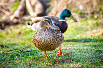 Naklejka na ściany i meble A female duck stands on the meadow with a male in the background