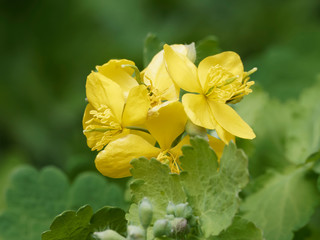 Chelidonium majus - La Grande Chélidoine aux feuilles caulinaires et aux fleurs jaune vif qui appelle le printemps
