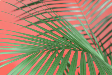Beautiful green palm branches illuminated by the sun.