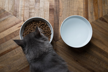 top view of a blue tabby maine coon kitten eating dry food from food dish