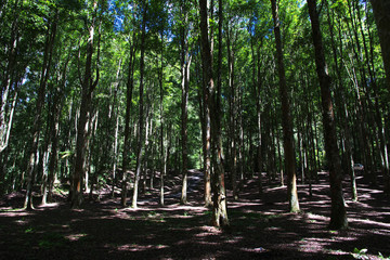 Bali, Indonesia, garden