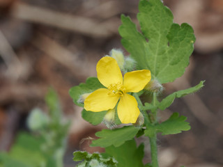 Chelidonium majus - La Grande Chélidoine aux feuilles caulinaires et aux fleurs jaune vif qui appelle le printemps © Marc