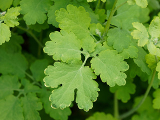 Chelidonium majus - La Grande Chélidoine aux feuilles caulinaires © Marc