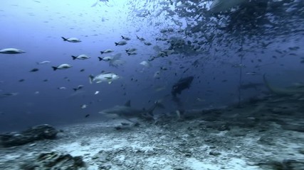 Feeding Sharks underwater ocean of Fiji Oceania. Reef Gray Shark on background of school of fish in underwater marine wildlife.