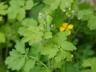 Chelidonium majus - La Grande Chélidoine aux feuilles caulinaires et aux fleurs jaune vif qui appelle le printemps