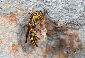Macro Photo of Paper Wasp on Wasp Nest with Eggs