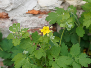 Chelidonium majus - La Grande Chélidoine aux feuilles caulinaires et aux fleurs jaune vif qui appelle le printemps © Marc