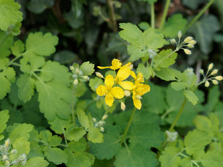Chelidonium majus - La Grande Chélidoine aux feuilles caulinaires et aux fleurs jaune vif qui appelle le printemps © Marc