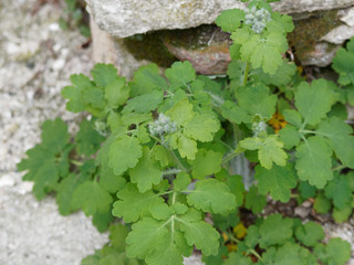 Chelidonium majus - La Grande Chélidoine aux feuilles caulinaires et aux fleurs jaune vif qui appelle le printemps © Marc