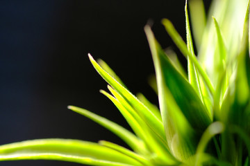 dianthus leaves closeup