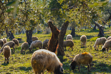 stubborn goat trying to eat the branches of the tree