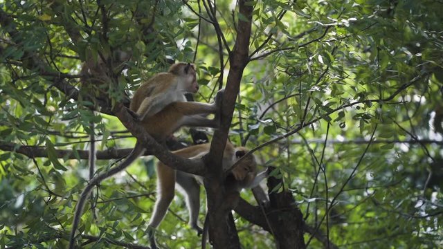 Four monkeys playing in a tree in central Sri Lanka.