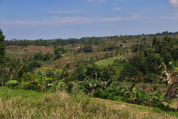 Fototapeta na wymiar rice terraces, Indonesia