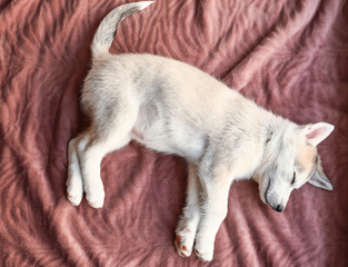 Cute Husky puppy sleeping at home
