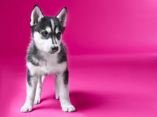 Cute Husky puppy on color background