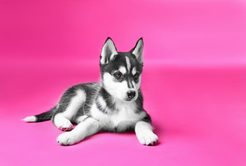 Cute Husky puppy on color background