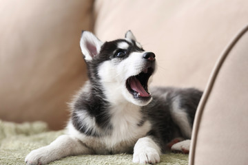 Plakat Cute Husky puppy on sofa at home