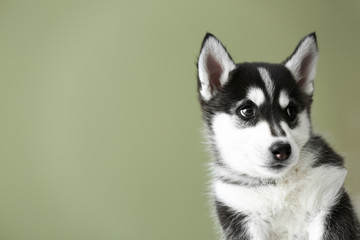 Cute Husky puppy on color background
