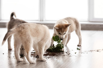 Naughty Husky puppies chewing houseplant at home