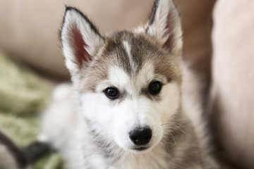 Cute Husky puppy on sofa at home