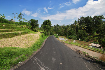 rice terraces, Indonesia