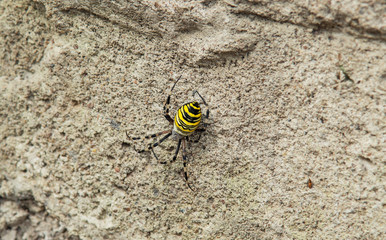 Spider Argiope bruennichi (wasp spider) on the hunt.