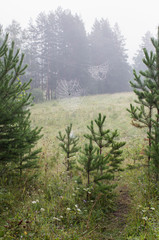 Spider on the web early in the morning.