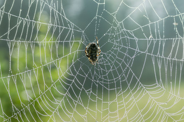 Spider on the web early in the morning.