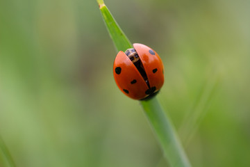 Ladybug