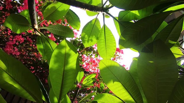 Frangipani and Paper Flower Tree in Summer or Spring. B-Roll of Tropical Nature. Sky with Sunflare. Dolly Zoom Up Shot
