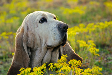 Basset hound dog with yellow flowers  - 261218014